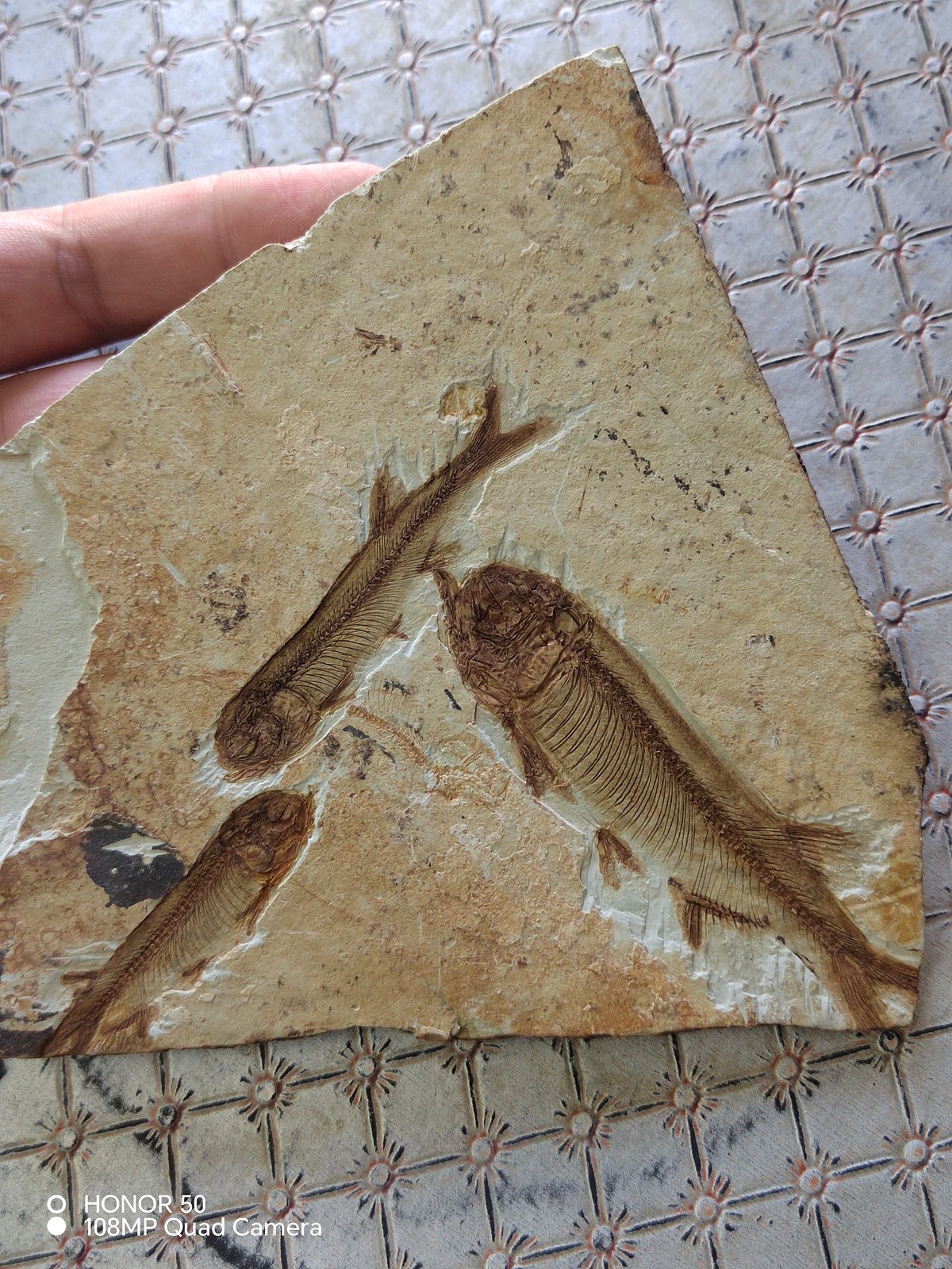 Unique and authentic ancient fossil fish like stone B03