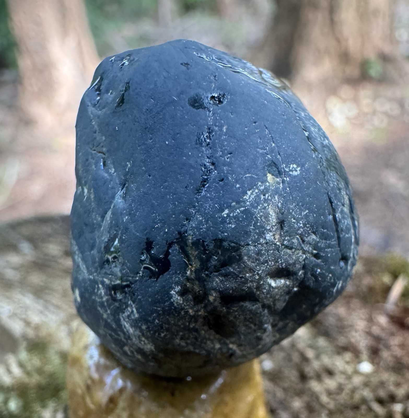 Rare Museum-Grade 32g Complete Fossil Fish – Mineralized , Blakeley Formation