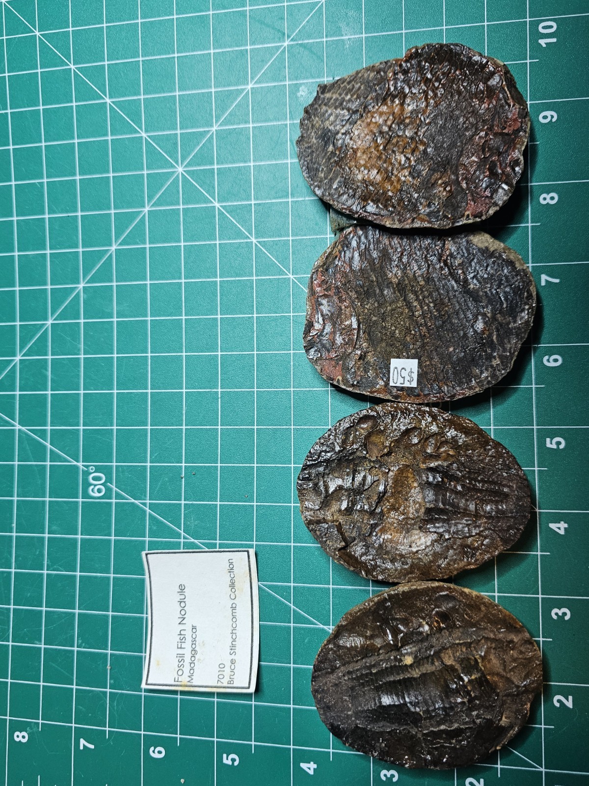 2 Rare Fish Fossil Nodules Dr Bruce Stinchcomb Collection L.