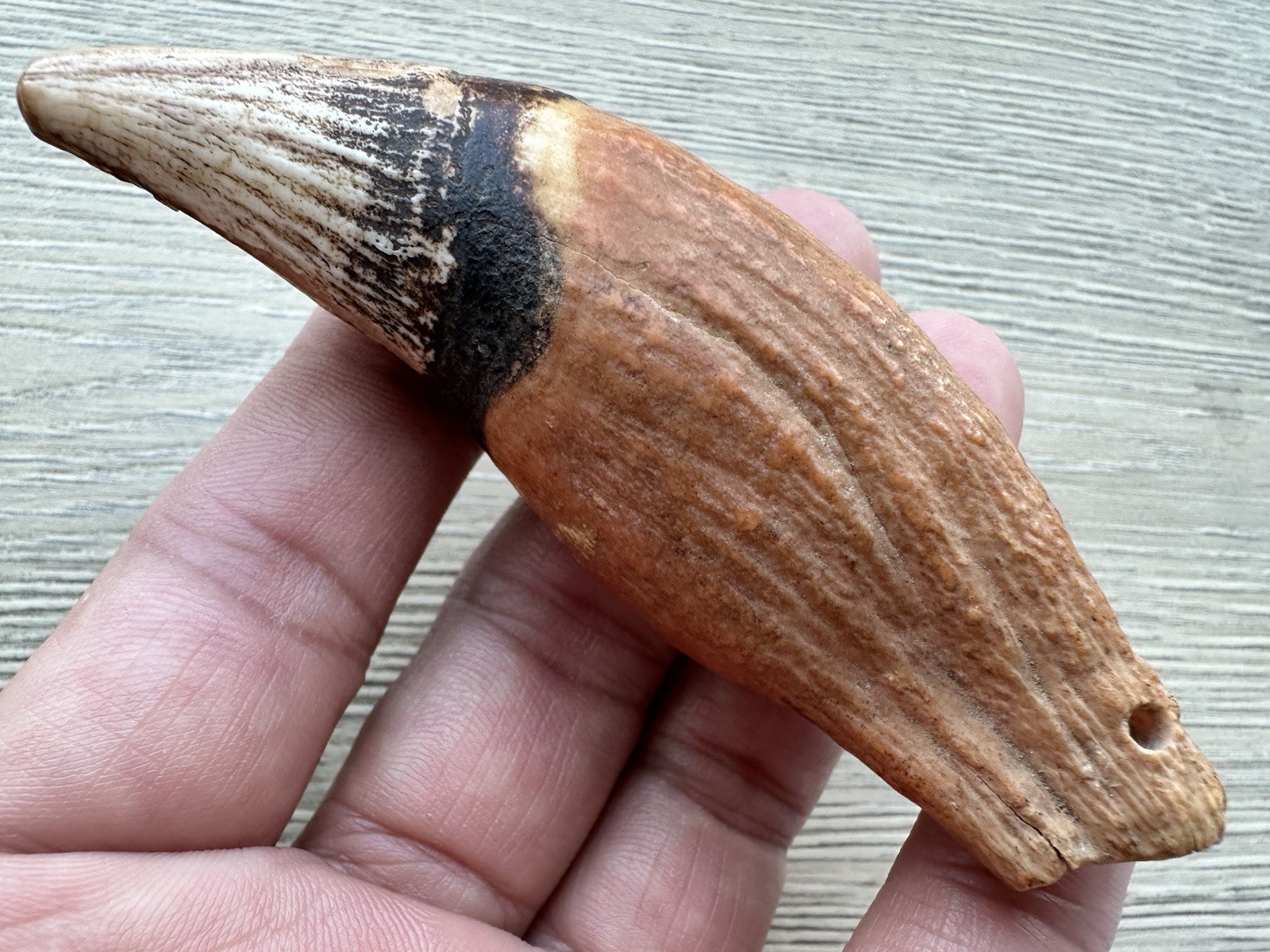 3.8” Ursus Spelaeus 25,000 Years Old Cave Bear Tooth Perfect Condition