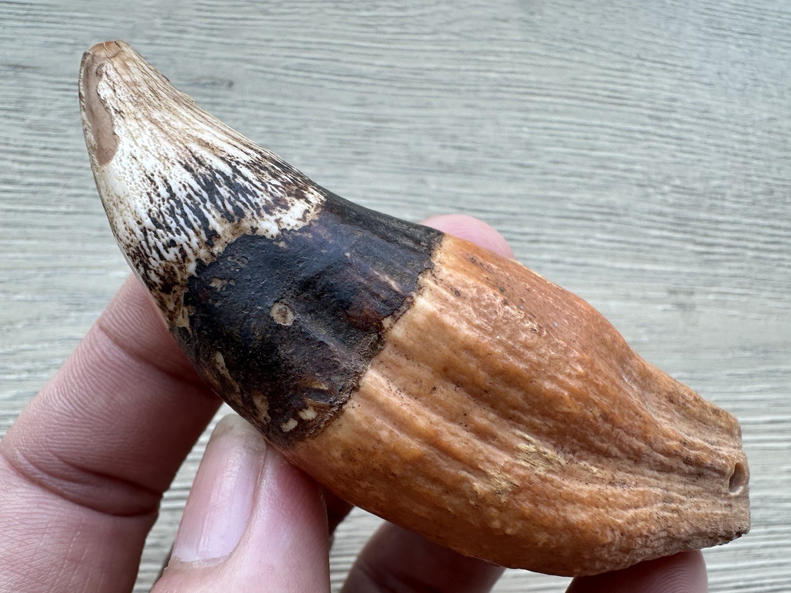 3.8” Ursus Spelaeus 25,000 Years Old Cave Bear Tooth Perfect Condition