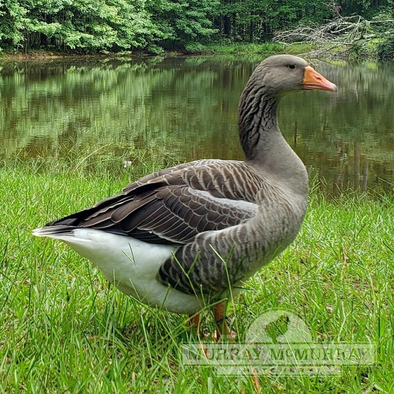6 Toulouse Goose Hatching Eggs- Purebred Free Range-Guaranteed Fertile!