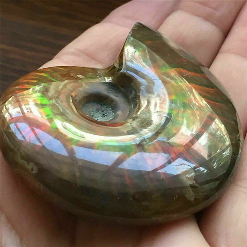 Natural Crystal Iridescent Ammonite Ammolite Facet Specimen Fossil Madagascar @