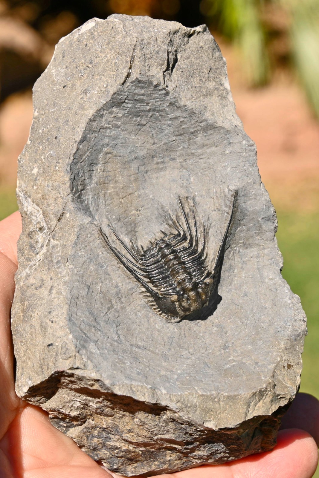 Trilobite Fossil, Leonaspis sp., from Morocco #1