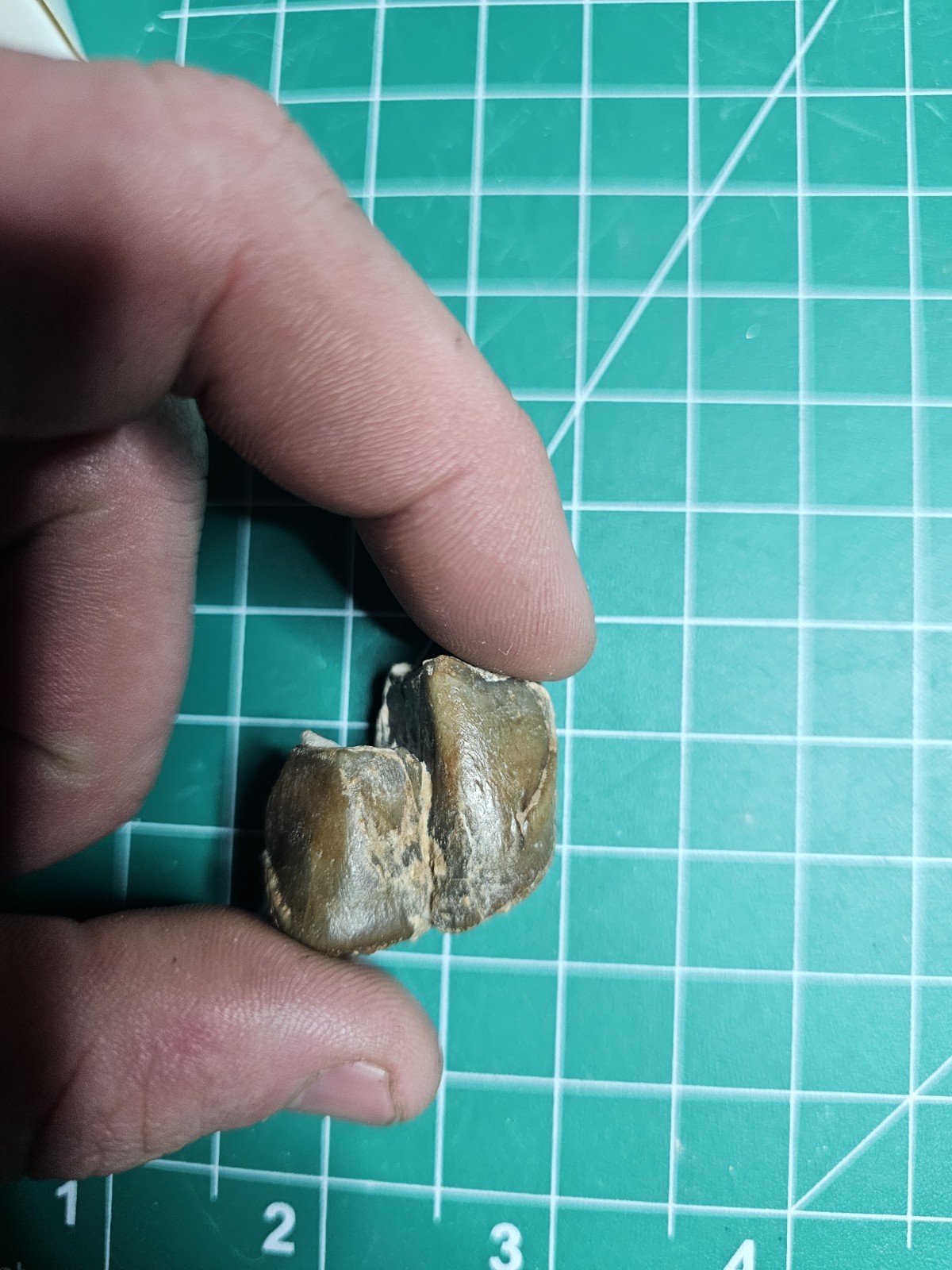 Fossil Rhino Tooth Suswassermolasse Oligocene Gunzburg Bavaria