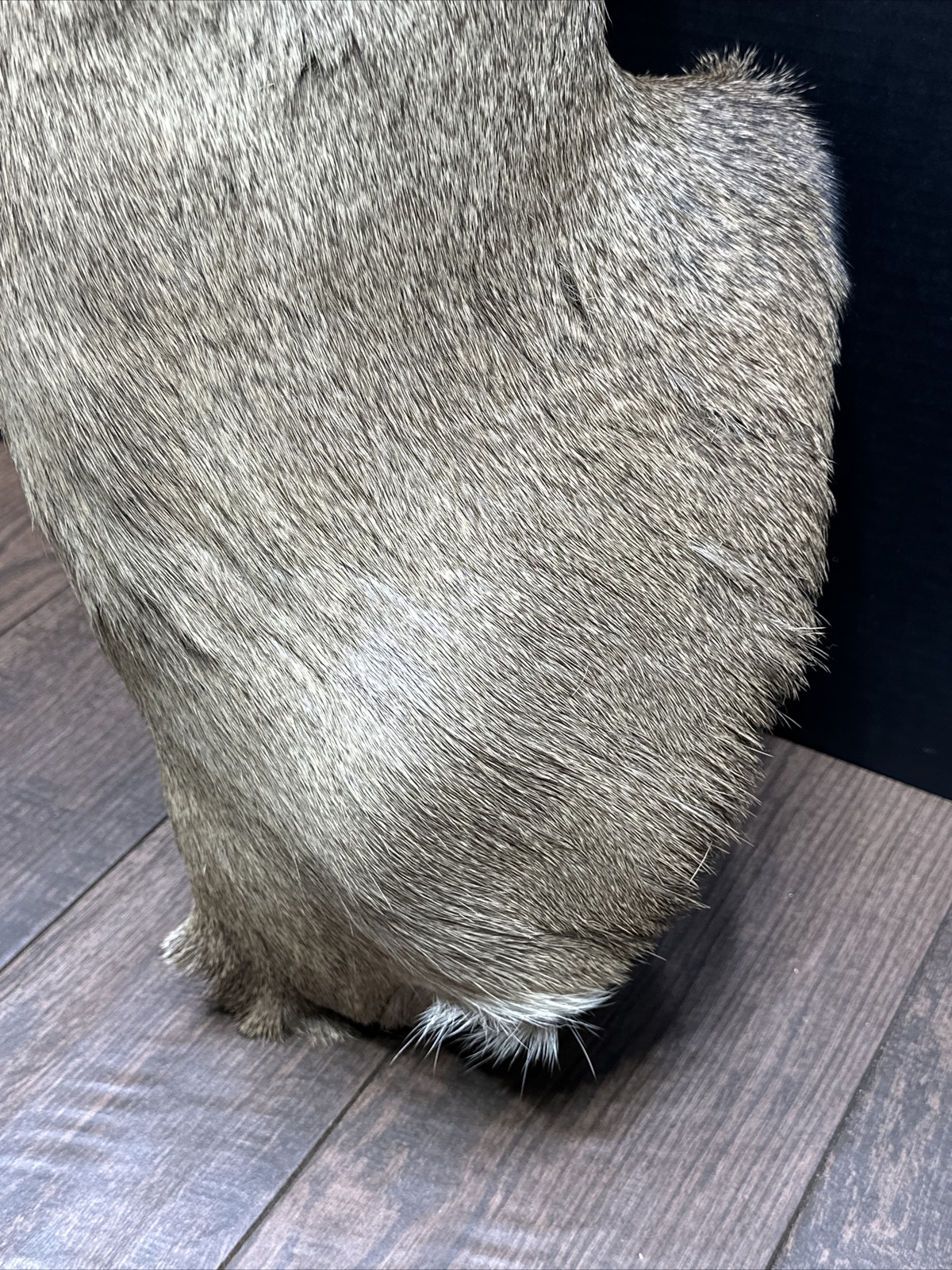 Nice 6 Point Whitetail Deer Buck Shoulder Mount Taxidermy