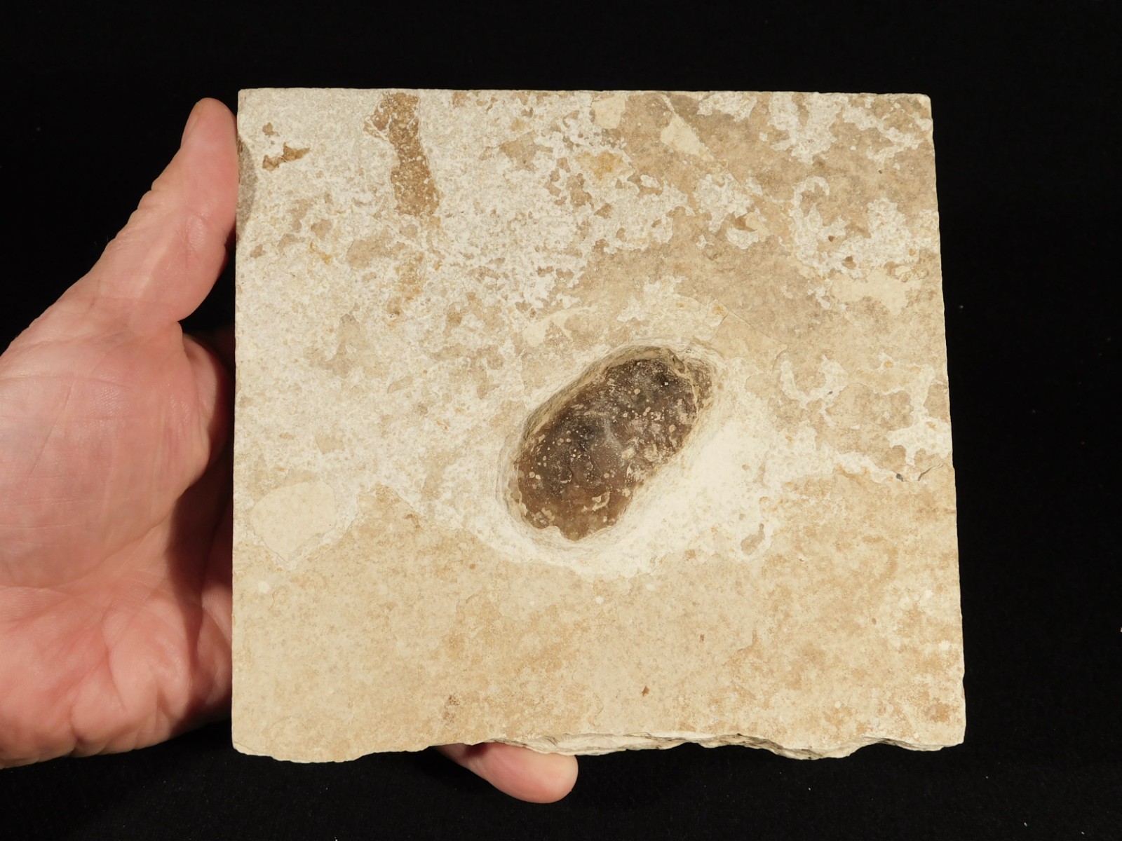 BIG! CROCODILE / TURTLE Coprolite or Fossil Turd From Wyoming 586gr