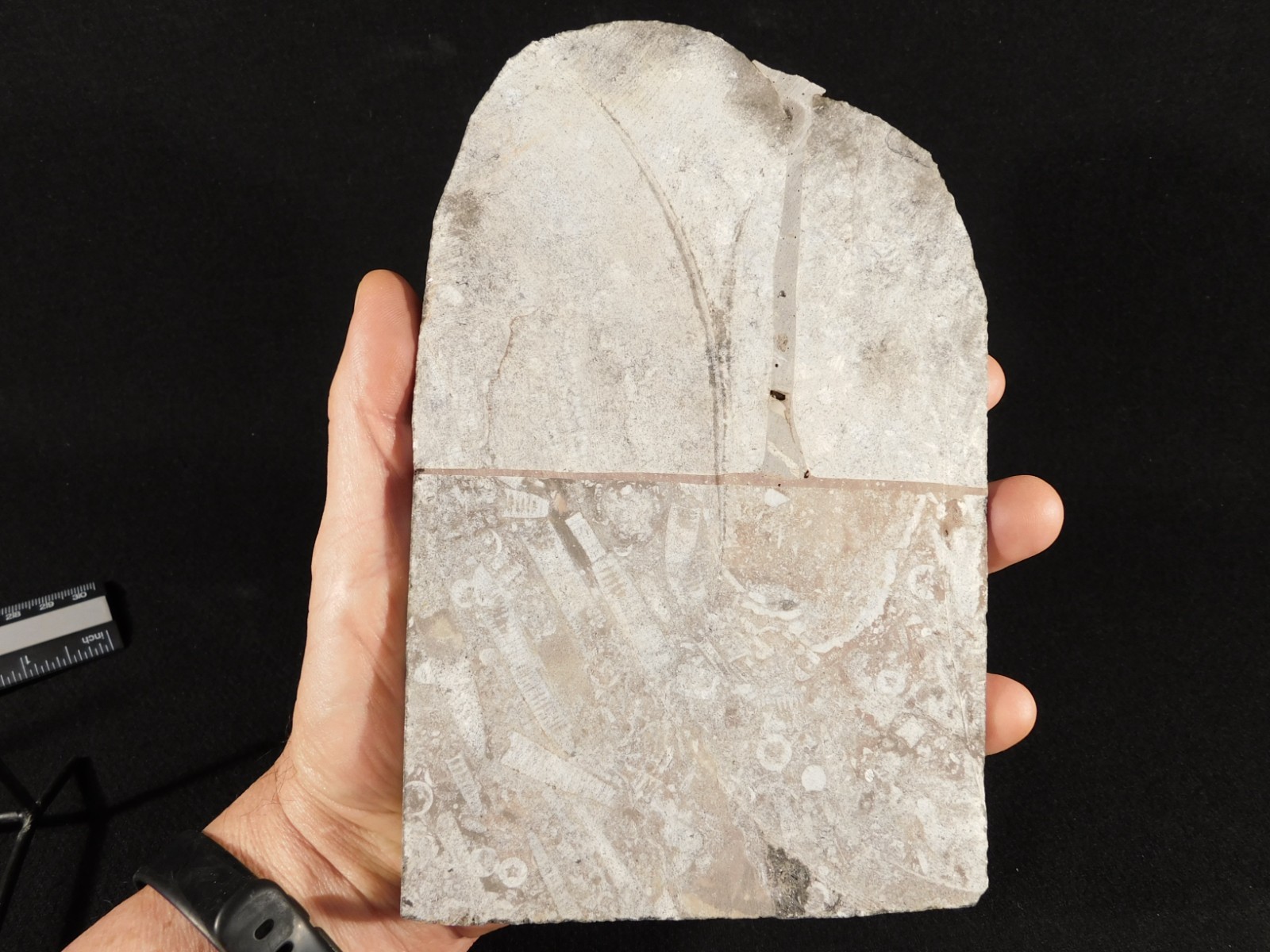 Nice! 430 Million Year Old! CRINOID Fossil or Sea LILY Fossil Morocco 838gr