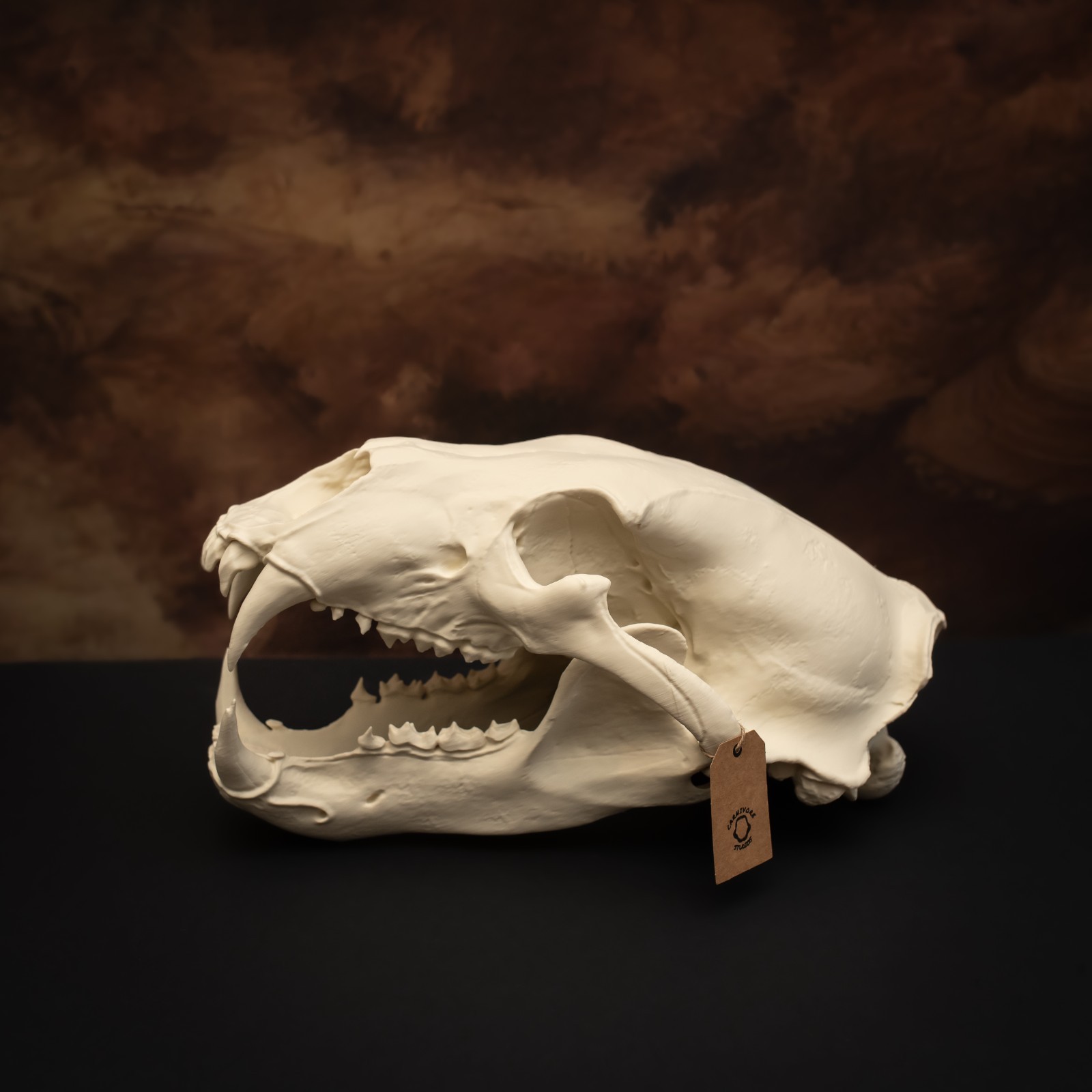 Life-Size 3D Polar bear Skull – unpainted bone colour Fossil Replica