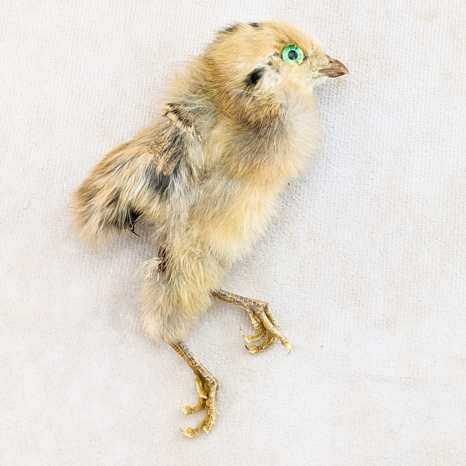 Dancing Chick taxidermy chicken display specimen crafting Oddities decor gift