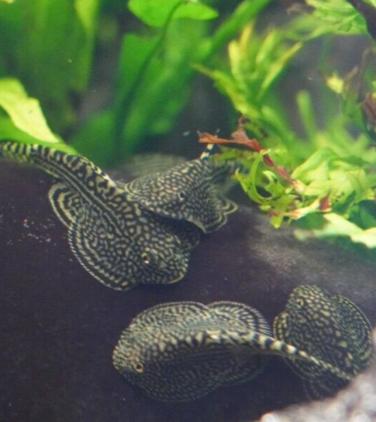 PACK OF 5 -  Striped Butterfly Reticulated Tiger Hillstream Loach Algae Eater