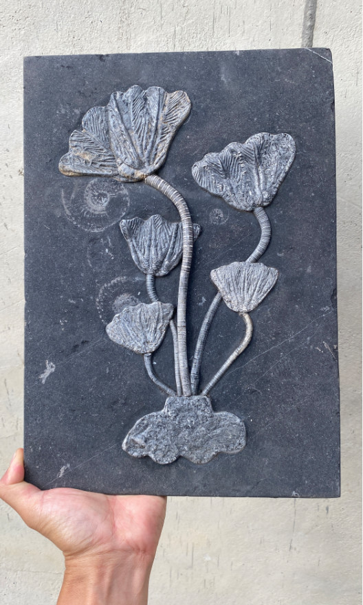 Natural Scale Hairy Sea Lily Elegants Sea Lily Silurian Devonian 35*25cm 11185Nk