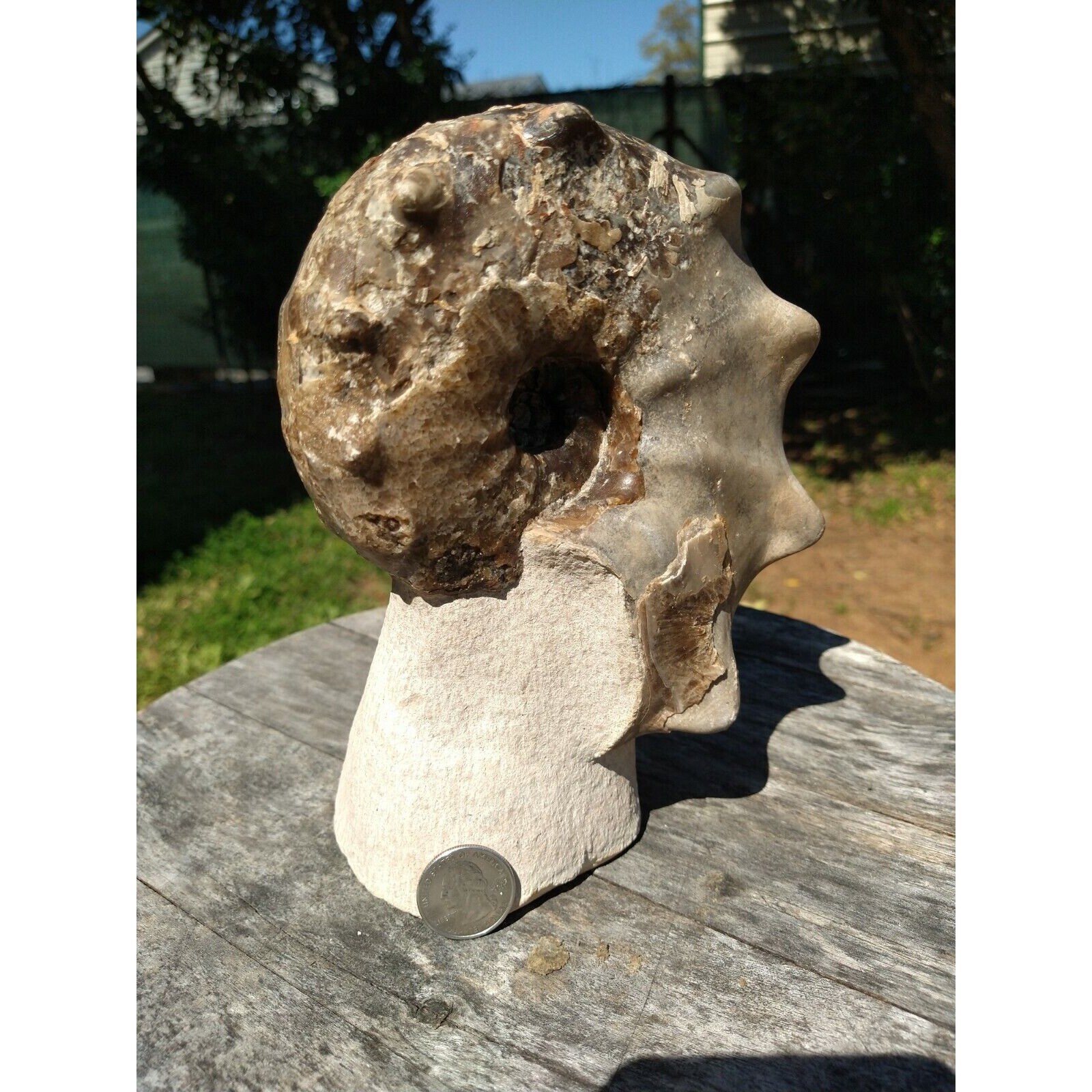 Mammites Nodosoides Ammonite Species.