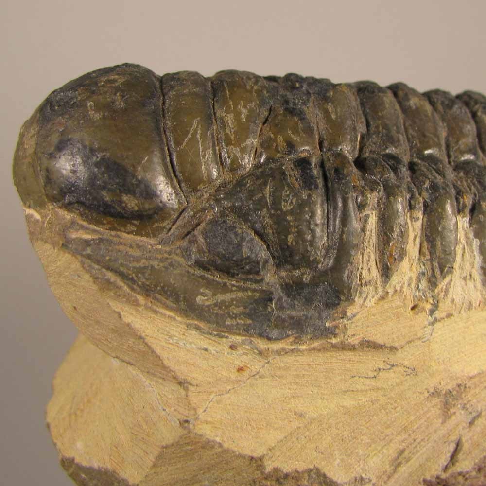 3.4" Crotalocephalus Gibbus TRILOBITE Fossil on Matrix - Devonian Age - Morocco