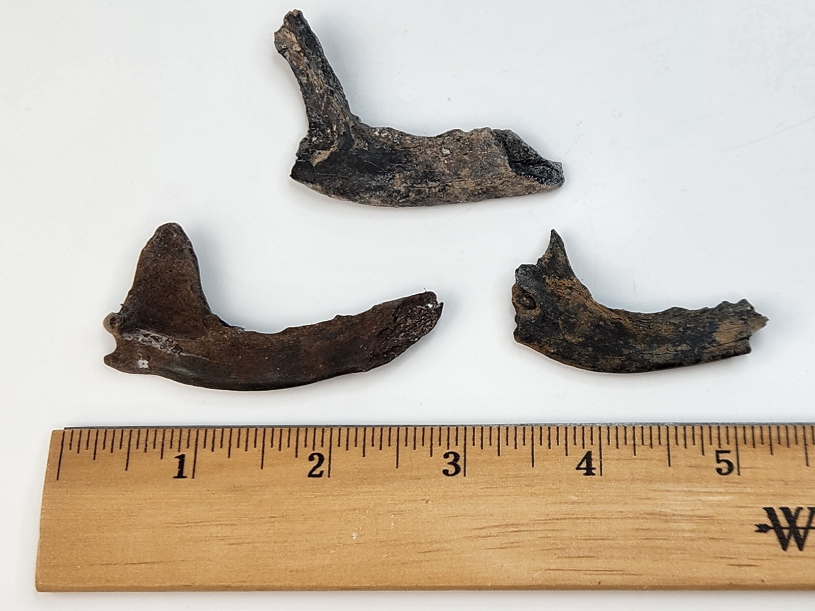 Mammal Jaw Fossil - Florida - Pleistocene Ice Age - 1 Per Purchase