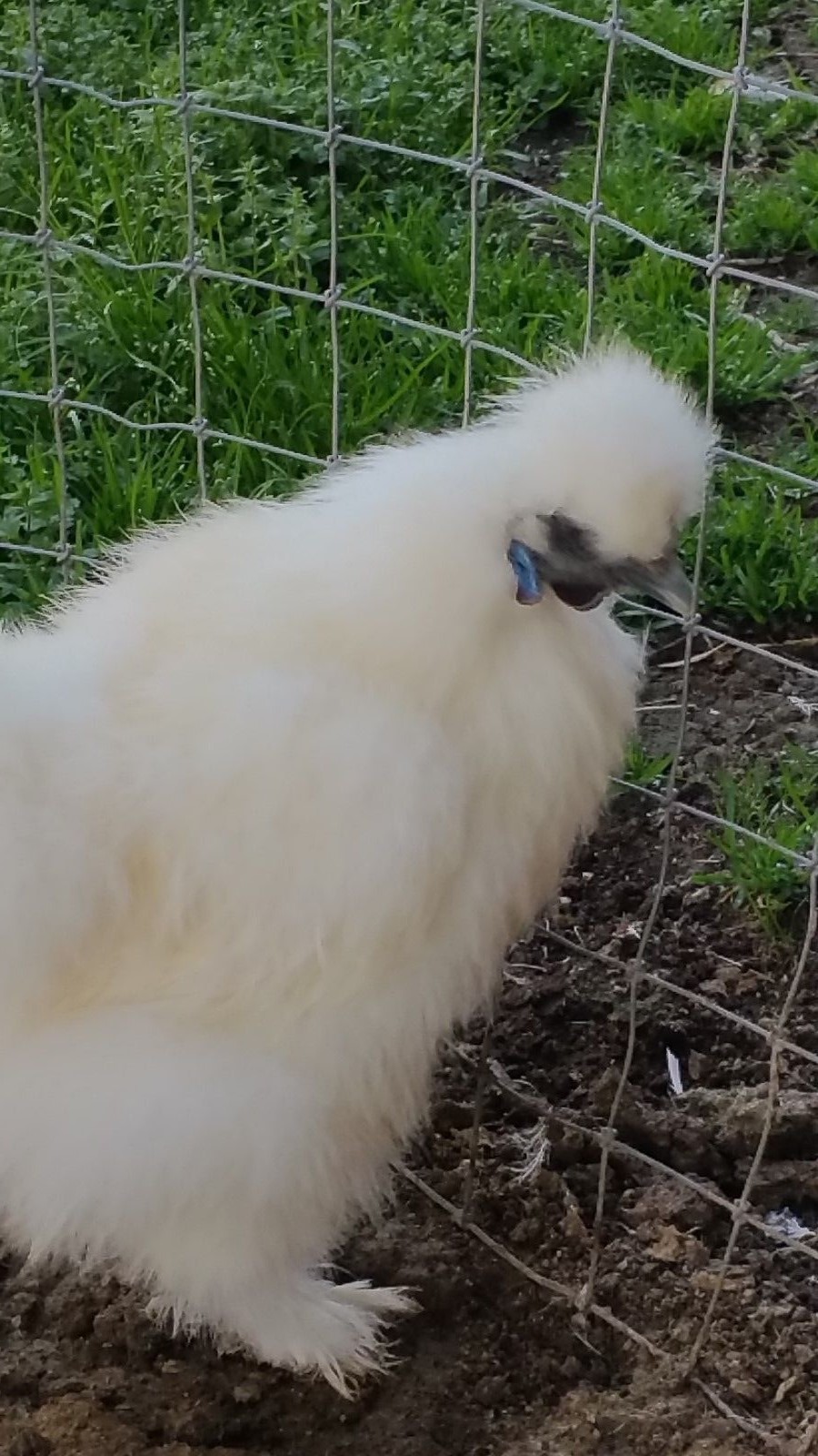 6 PURE WHITE SILKIE FERTILE HATCHING CHICKEN EGGS - Free UPS Ground