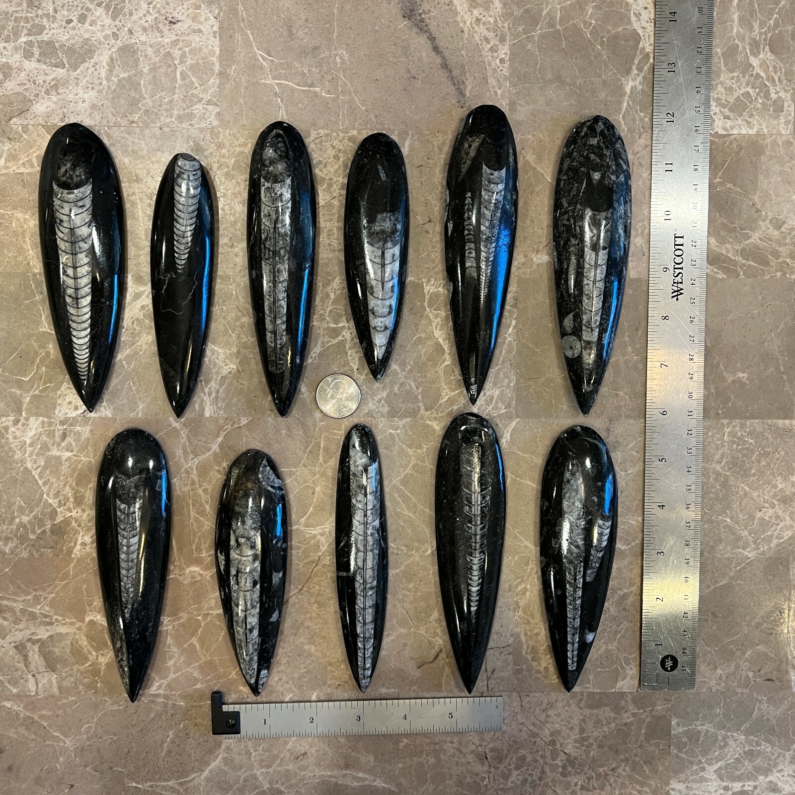 LARGE (1) Black Orthoceras Cephalopod Fossil - 350 Million Years Old