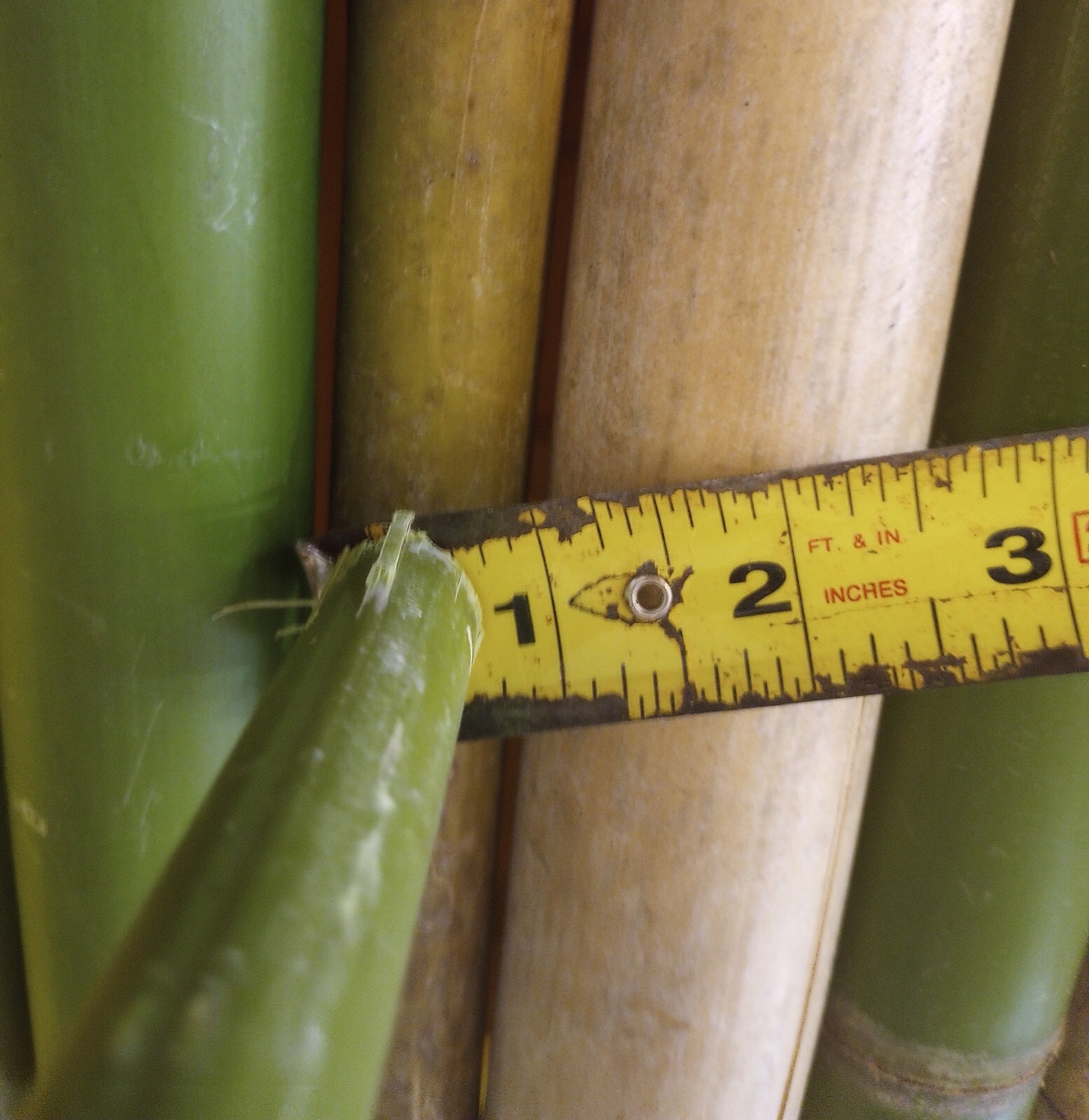 10 Bamboo 12" Poles Variety Sizes Decoration Tiki 1' Make Your Own Bee Hive