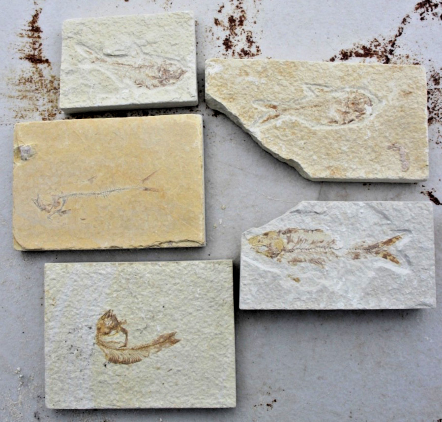 5 Baby Fossil Fish #27 • Knightia & Diplomystus • Ave. Length 2.25" - 2.5"