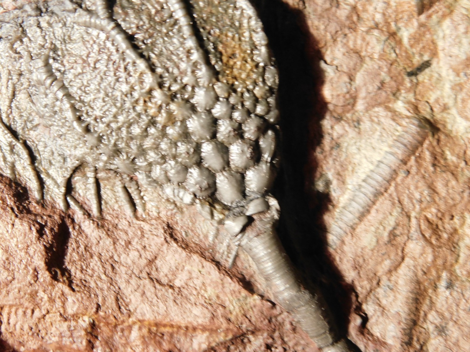 LARGER! 430 Million Year Old! CRINOID Fossil or Sea LILY Fossil Morocco 686gr