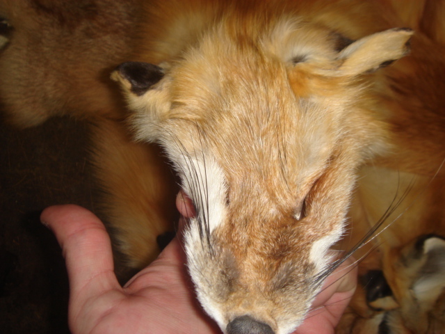 Tanned #1 Red Fox Hides/Furs/Trapping/Taxidermy/Crafts/Freshly tanned/USA furs