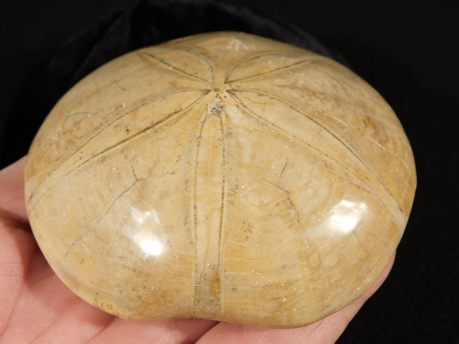 Big! Polished 150 Million Year Old! SAND DOLLAR Fossil Madagascar 219gr