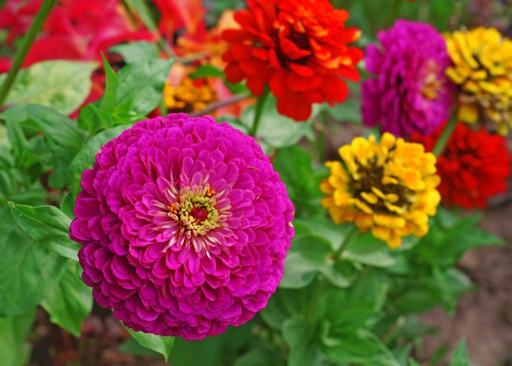 Zinnia Elegans Lilliput Mix Seeds, NON-GMO, Variety Sizes, FREE SHIPPING