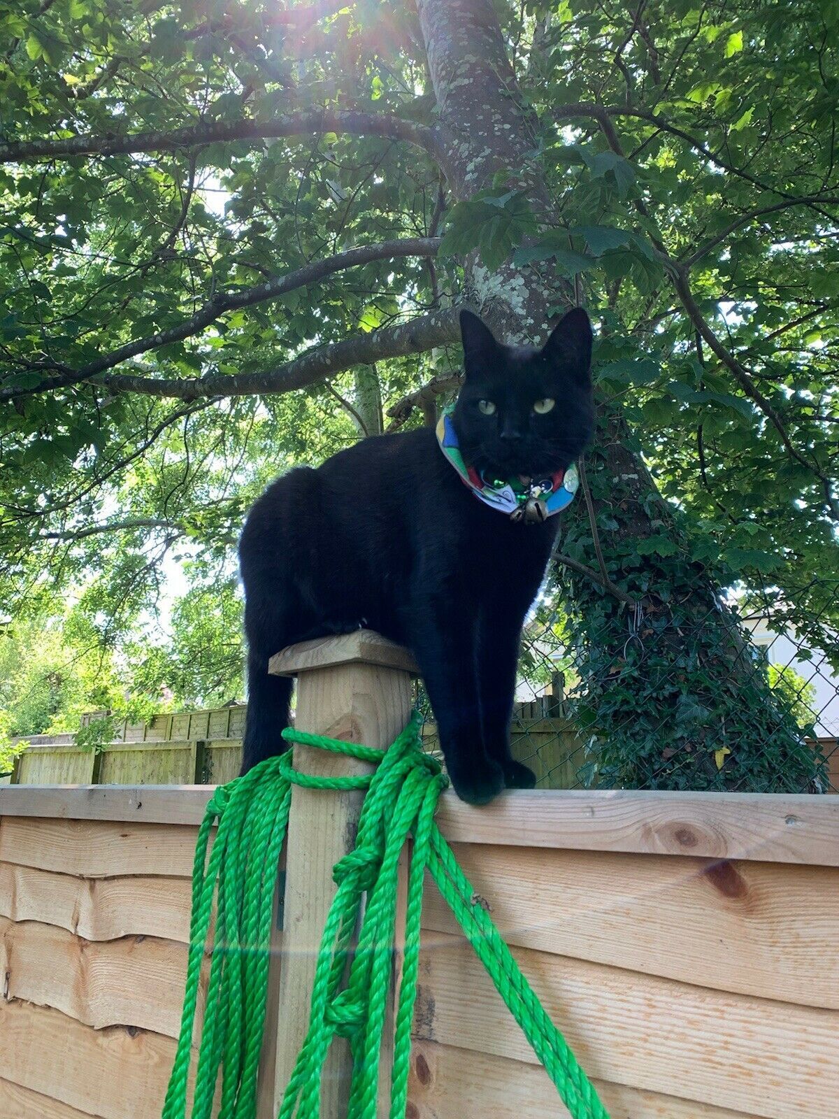 BIRD PROTECTOR Cat collar - WATERPROOF UNIQUE UVR DESIGN -save birds safe 4 cats