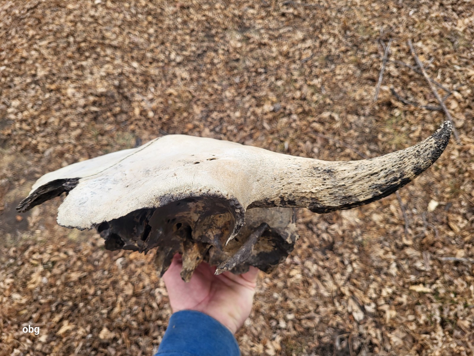 Bison Skull cap real historic buffalo skull