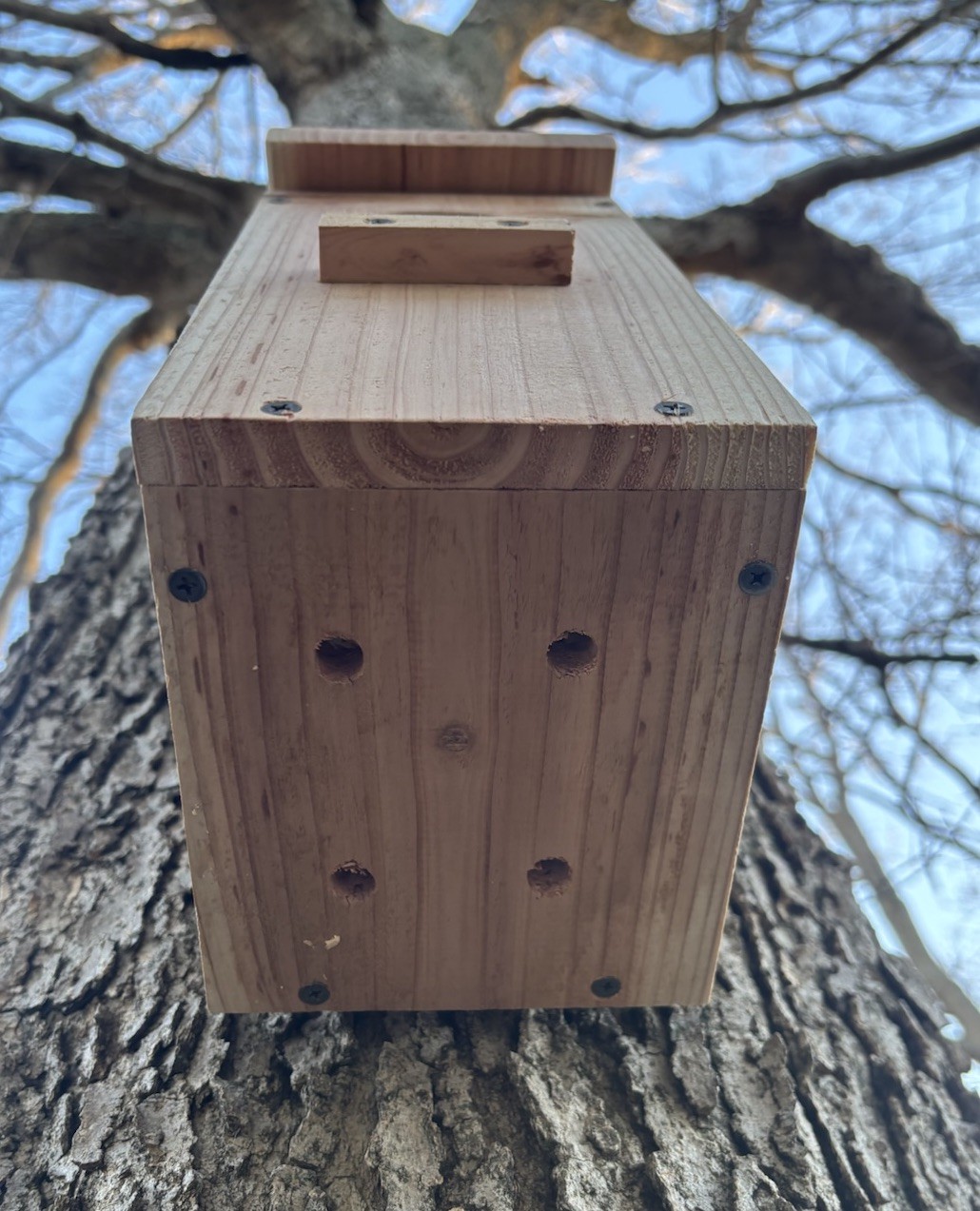 Large Cedar Owl Nesting Box House Screech Saw Whet Owl For Tree Fully Installed
