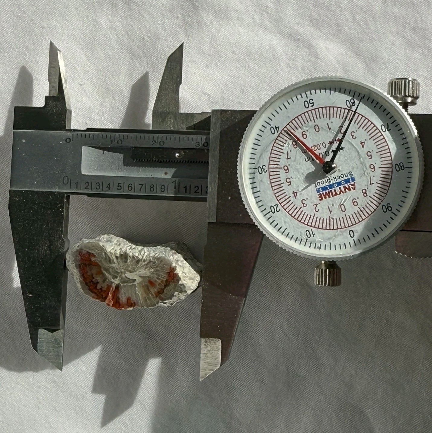 ~28 grs Polished Red Horn Coral Riley's Canyon, Utah Fossil Rugosa / display cab