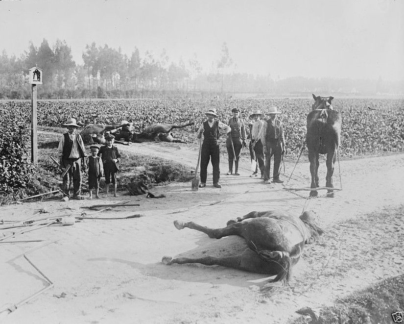 Civilians burying dead cavalry horses Belgium 1914 WW1 8x10 World War I Photo