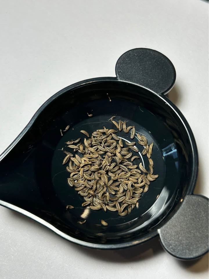 100+ Skirret seeds (Sium sisarum) medieval perennial permaculture root vegetable