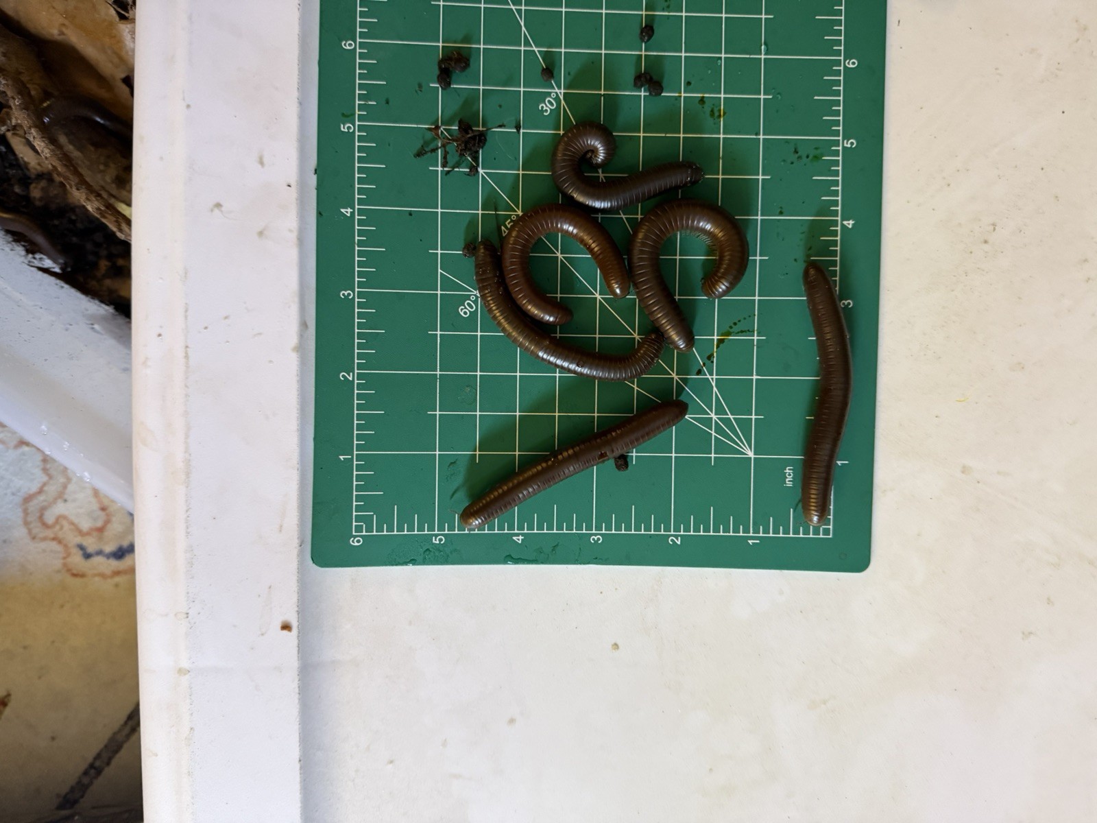 UV REACTIVE Hiltonius Pulchrus Millipede 5 Compost Classroom Pet Millipede Only