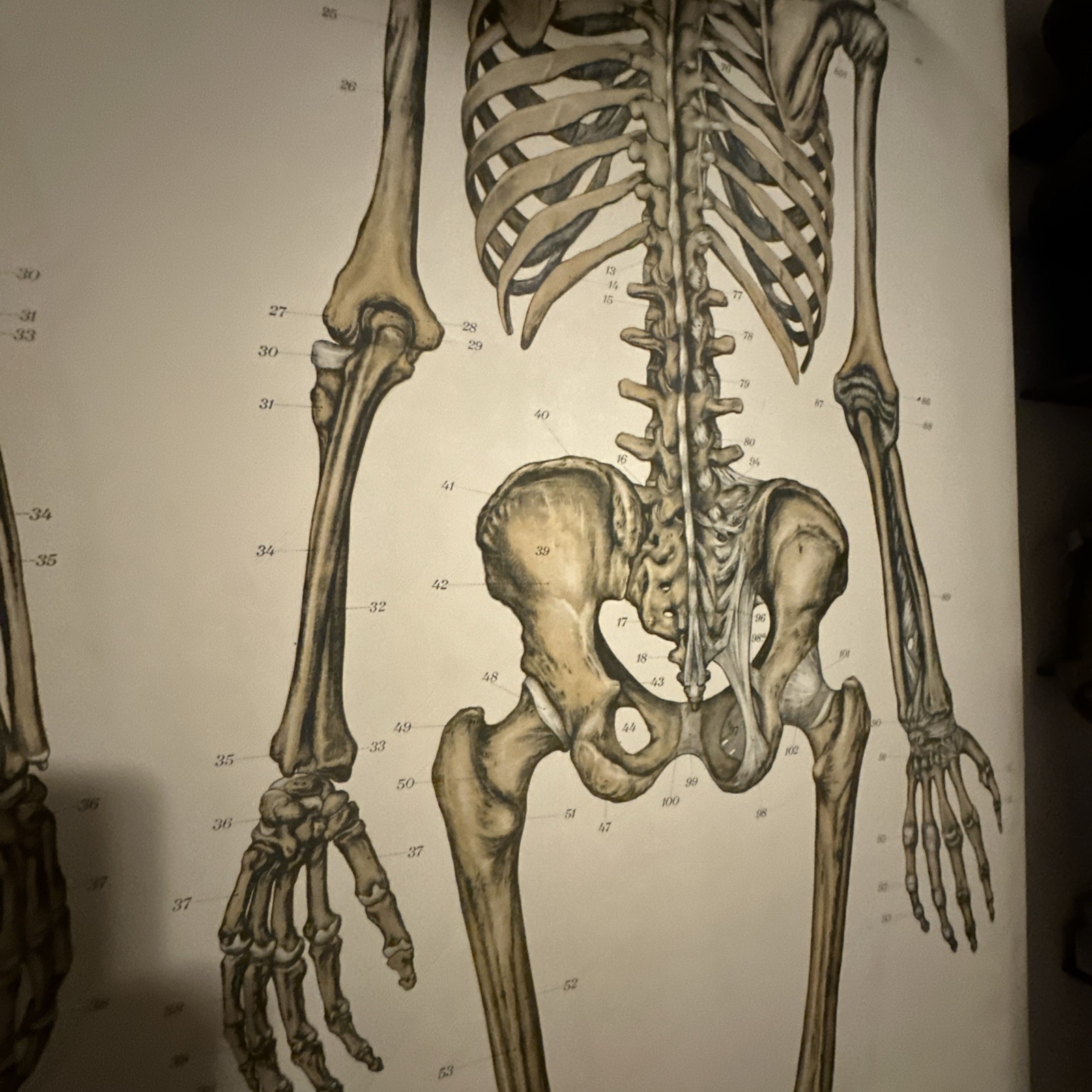 1918 A. J. Nystrom Co American Frohse Anatomical Chart Human Skeleton Max Brodel