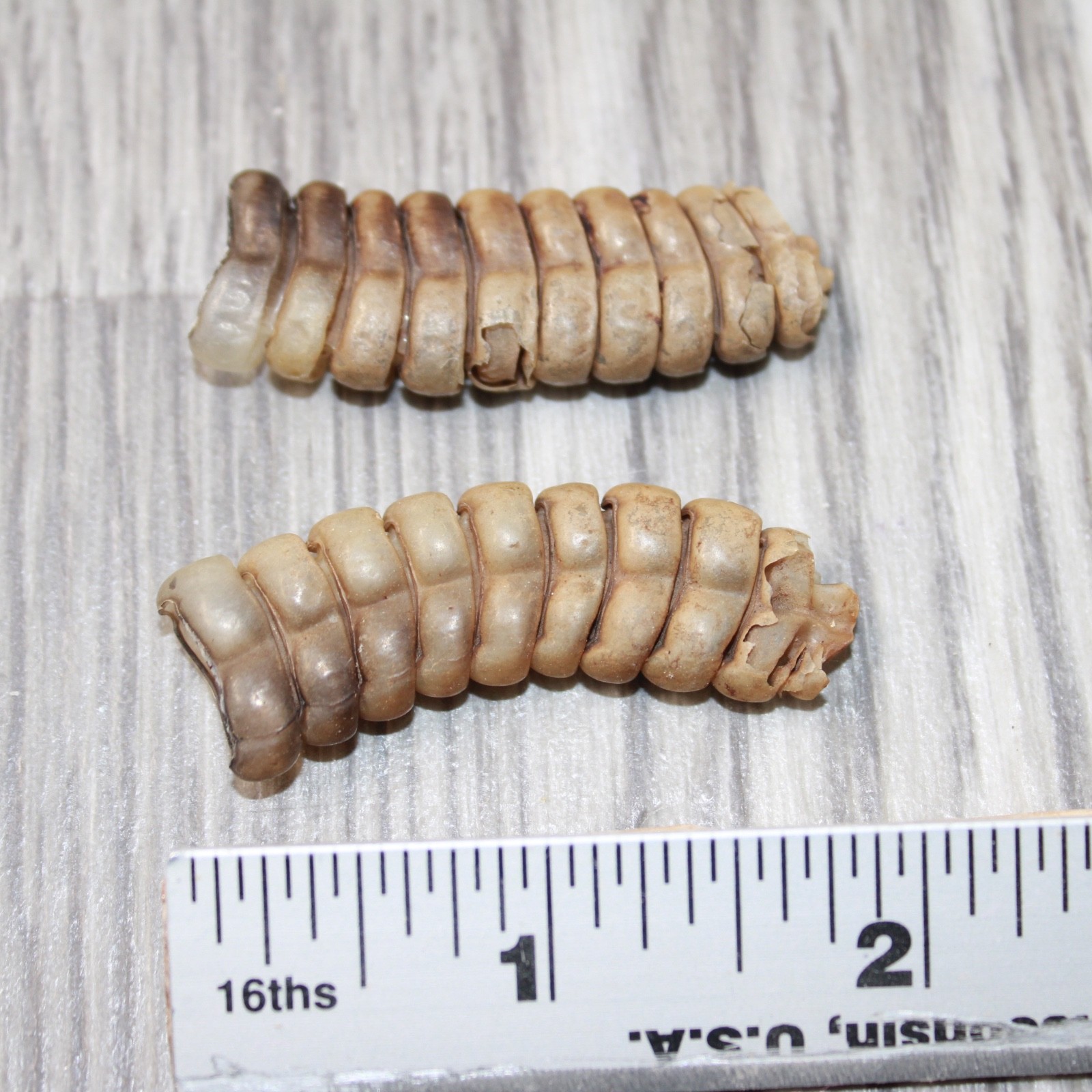 2 Large Rattlesnake Rattles #2063 Taxidermy Diamondback Sidewinder