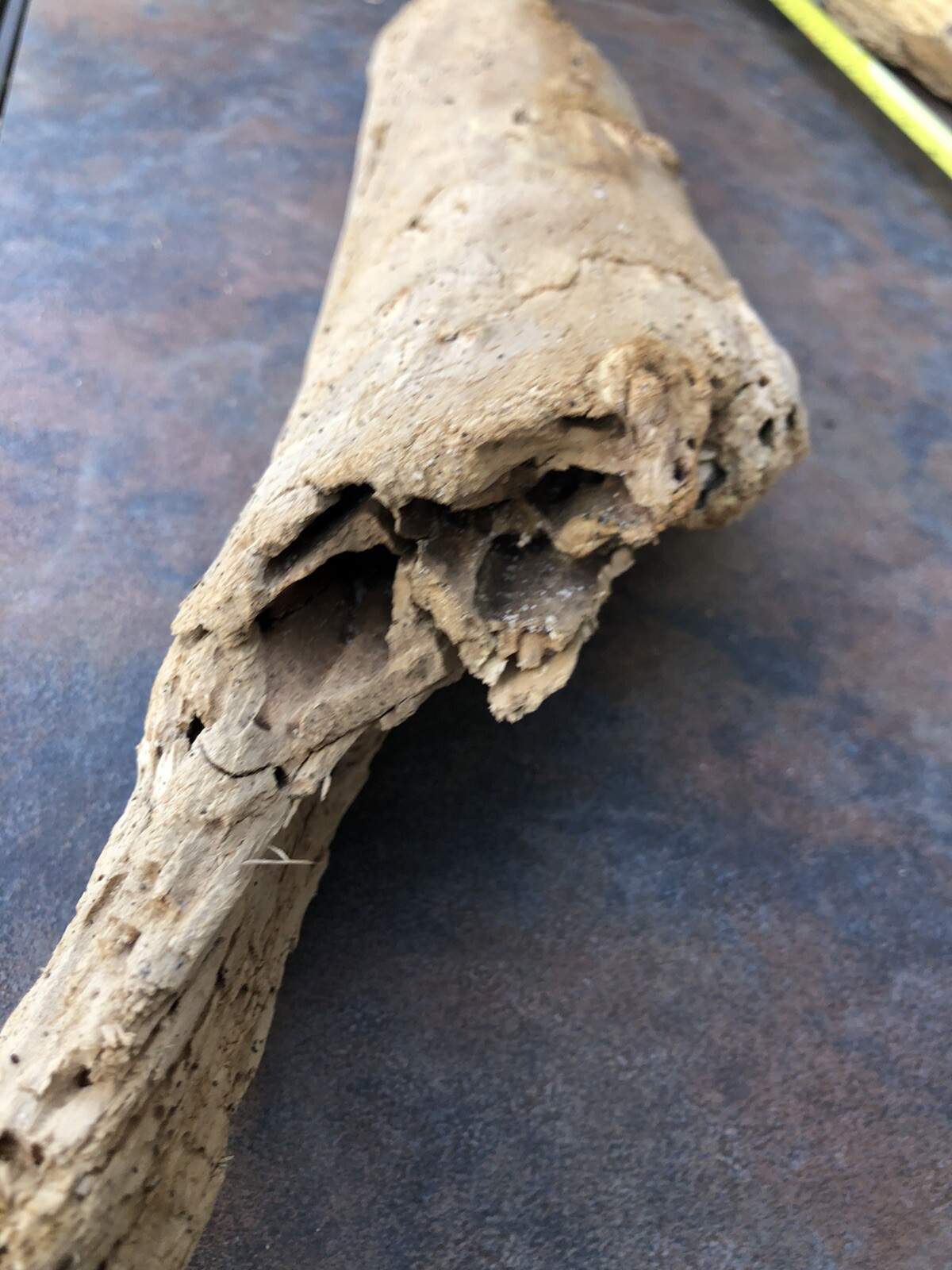 Natural Driftwood for Plants Terrarium Taxidermy Art Projects