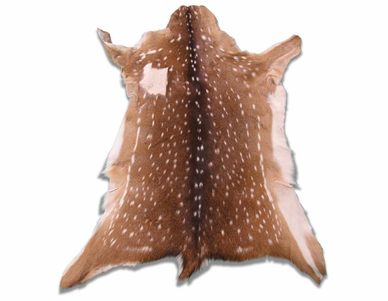 Axis Deer Skin Second Grade -Axis Deer Hide Size: 38"X30" Cheetal deer buck hide