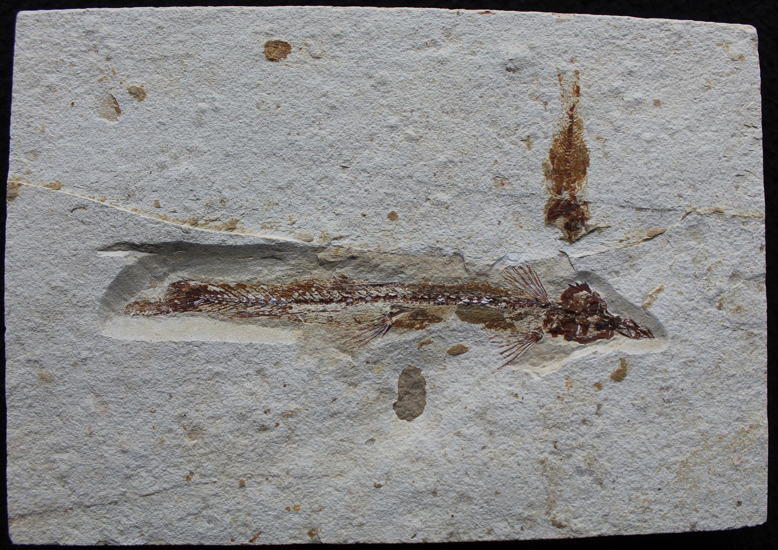Charitopsis spinosus 10 + Small Fish - Zero Repairs - Cretaceous Fossils Lebanon