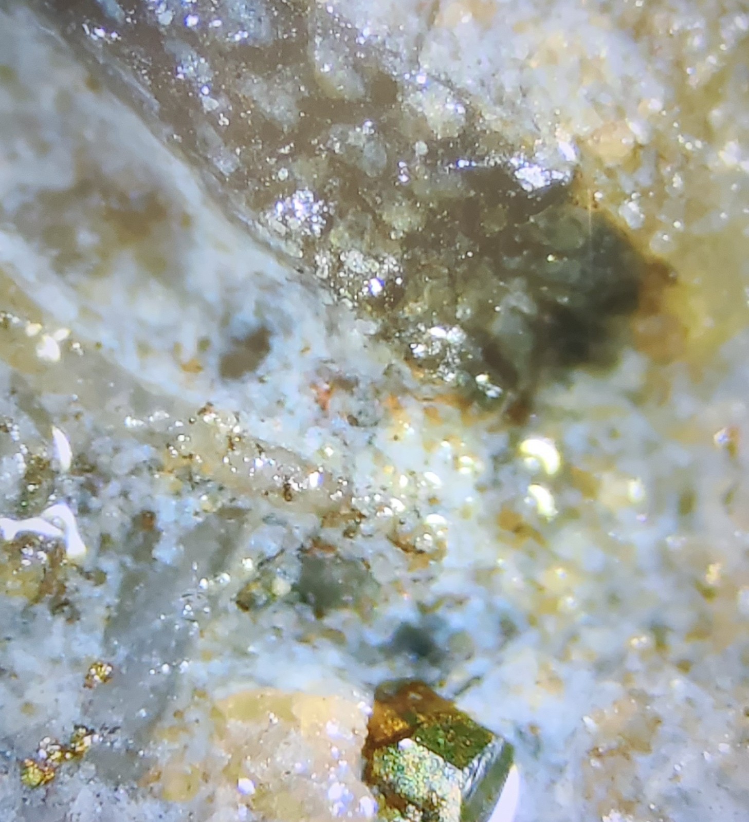 Silurian Sea Bed Fossil NW Ohio