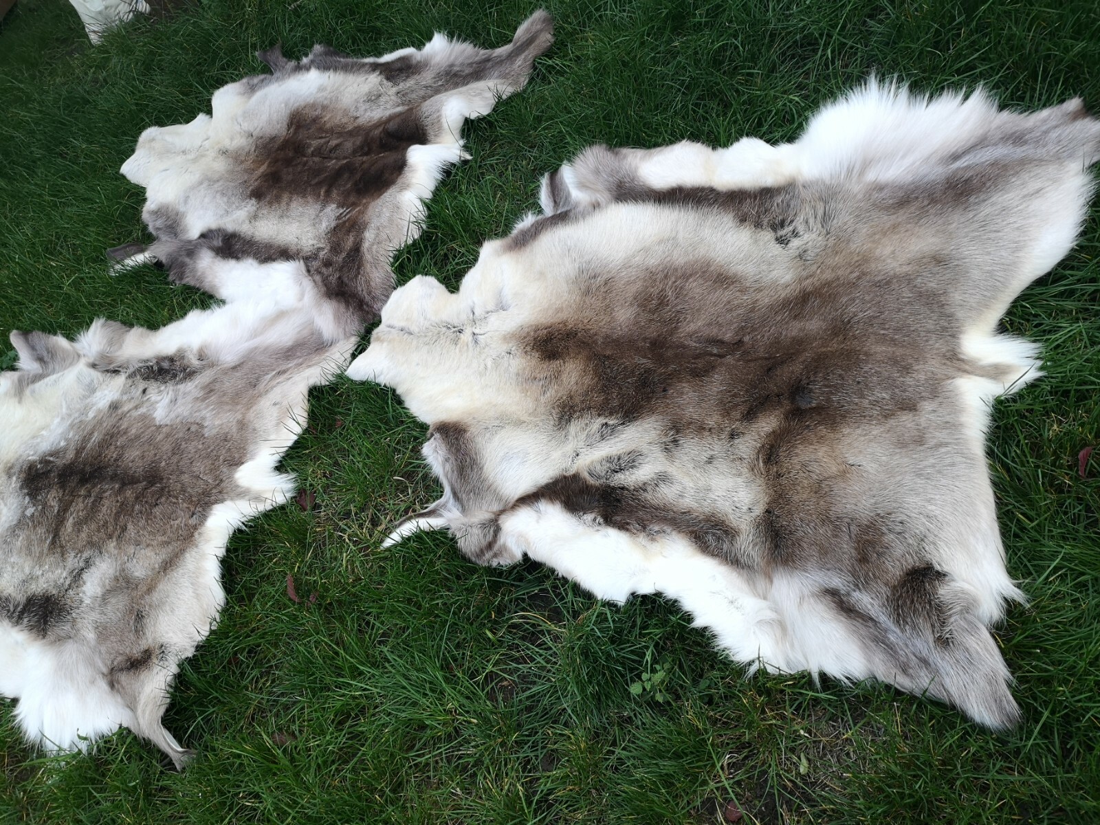 Top Öko XL Rentierfell Rentier Hirsch Fell Orginal Aus Finnland Premium Neu