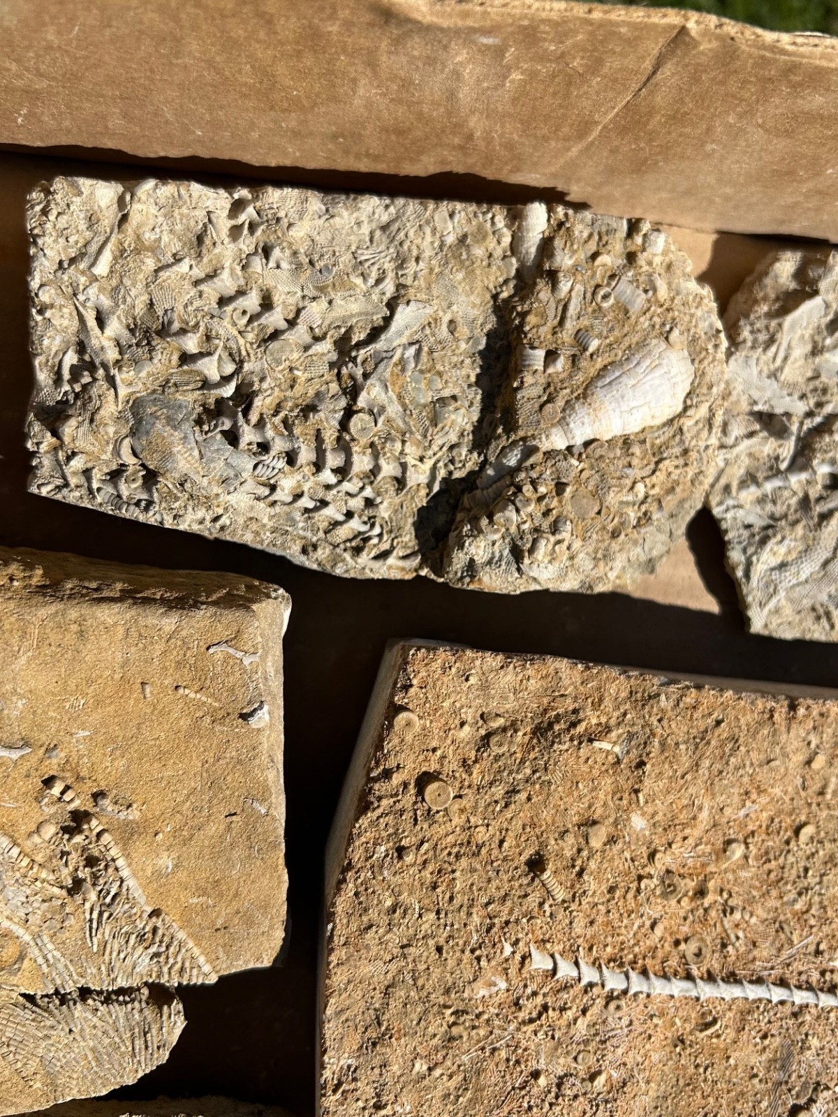 Fossil Bryozoans LOT Archimedes Screws Fronds Wholesale Alabama Bangor Limestone