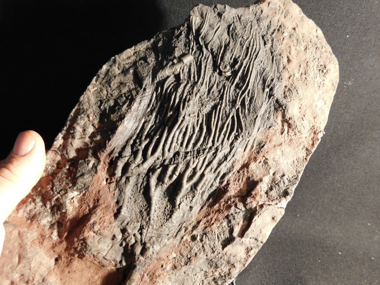 wOw BIG!! 430 Million Year Old! CRINOID Fossil or Sea LILY Fossil Morocco 1801gr