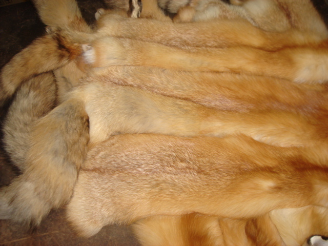 Tanned #1 Red Fox Hides/Furs/Trapping/Taxidermy/Crafts/Freshly tanned/USA furs