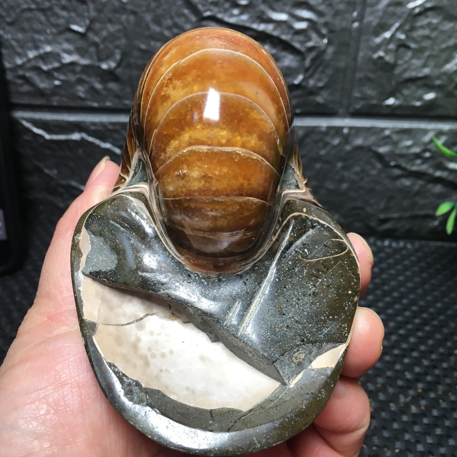 567g Natural polishing Ammonite crystal specimens fb1037