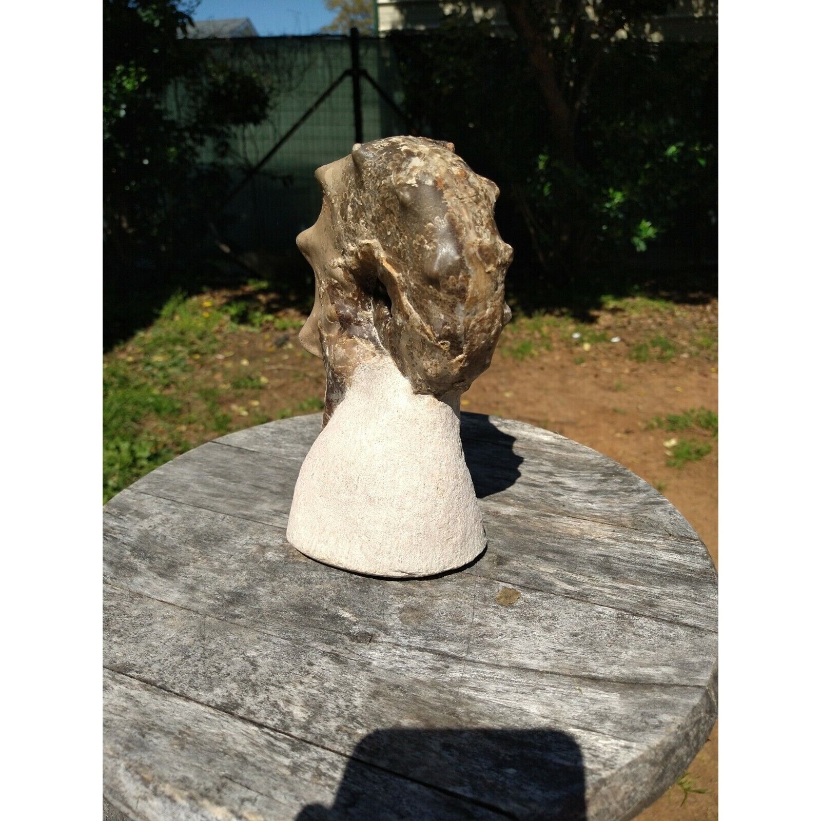 Mammites Nodosoides Ammonite Species.