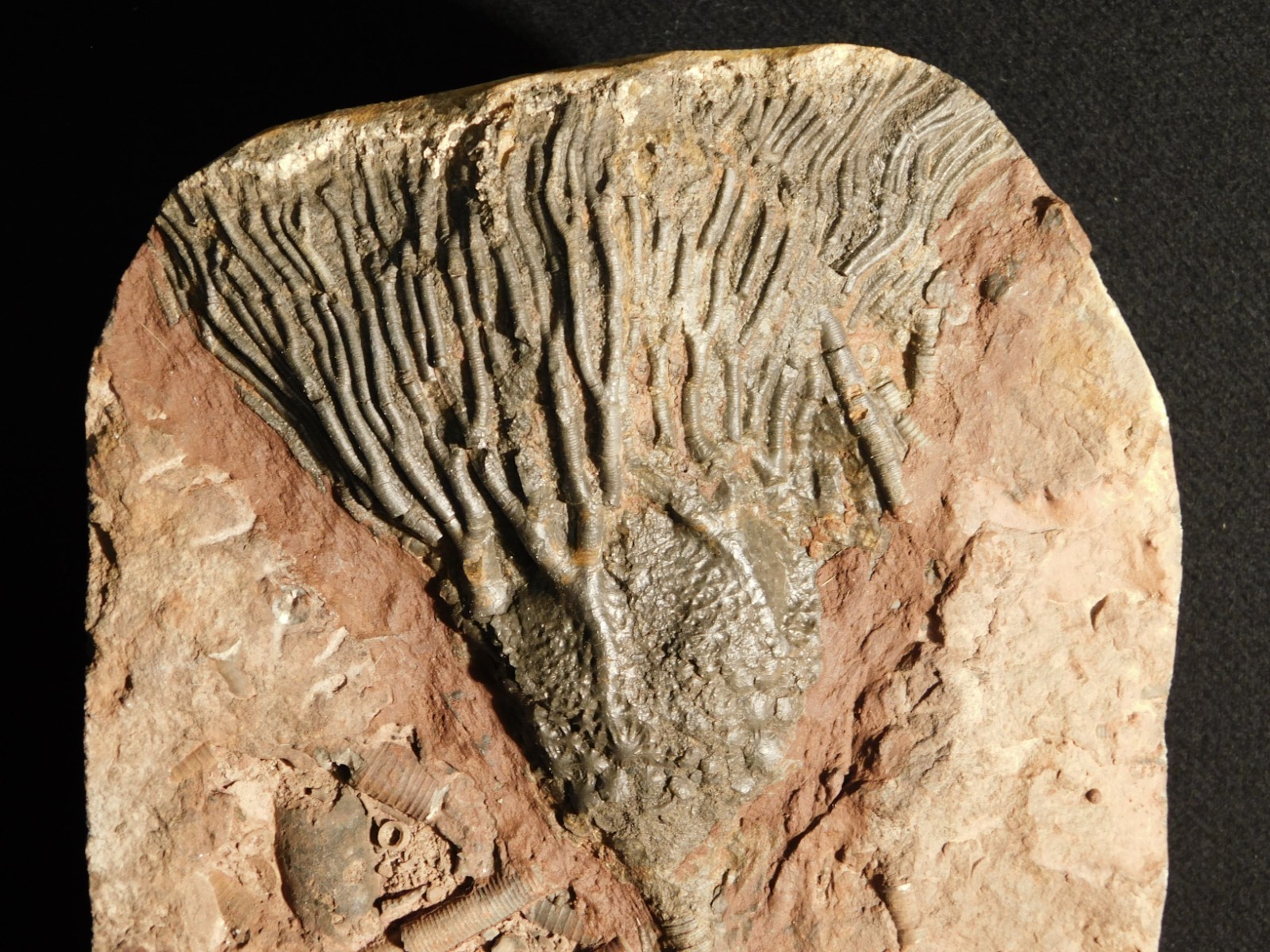 Big! 430 Million Year Old! CRINOID Fossil or Sea LILY Fossil Morocco 1686gr