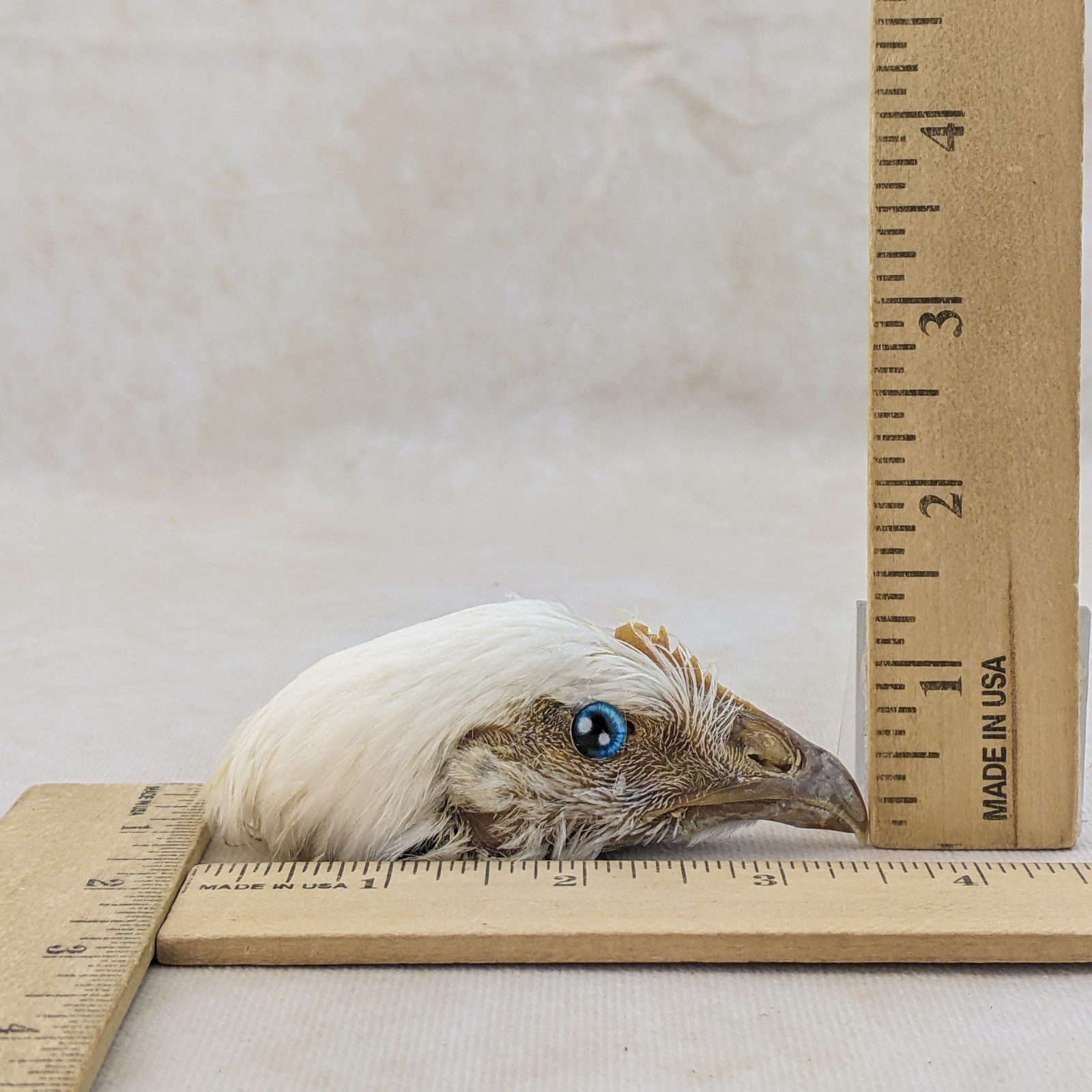 Chicken Rooster head Mount specimen crafts crafting Oddities Curiosities craft