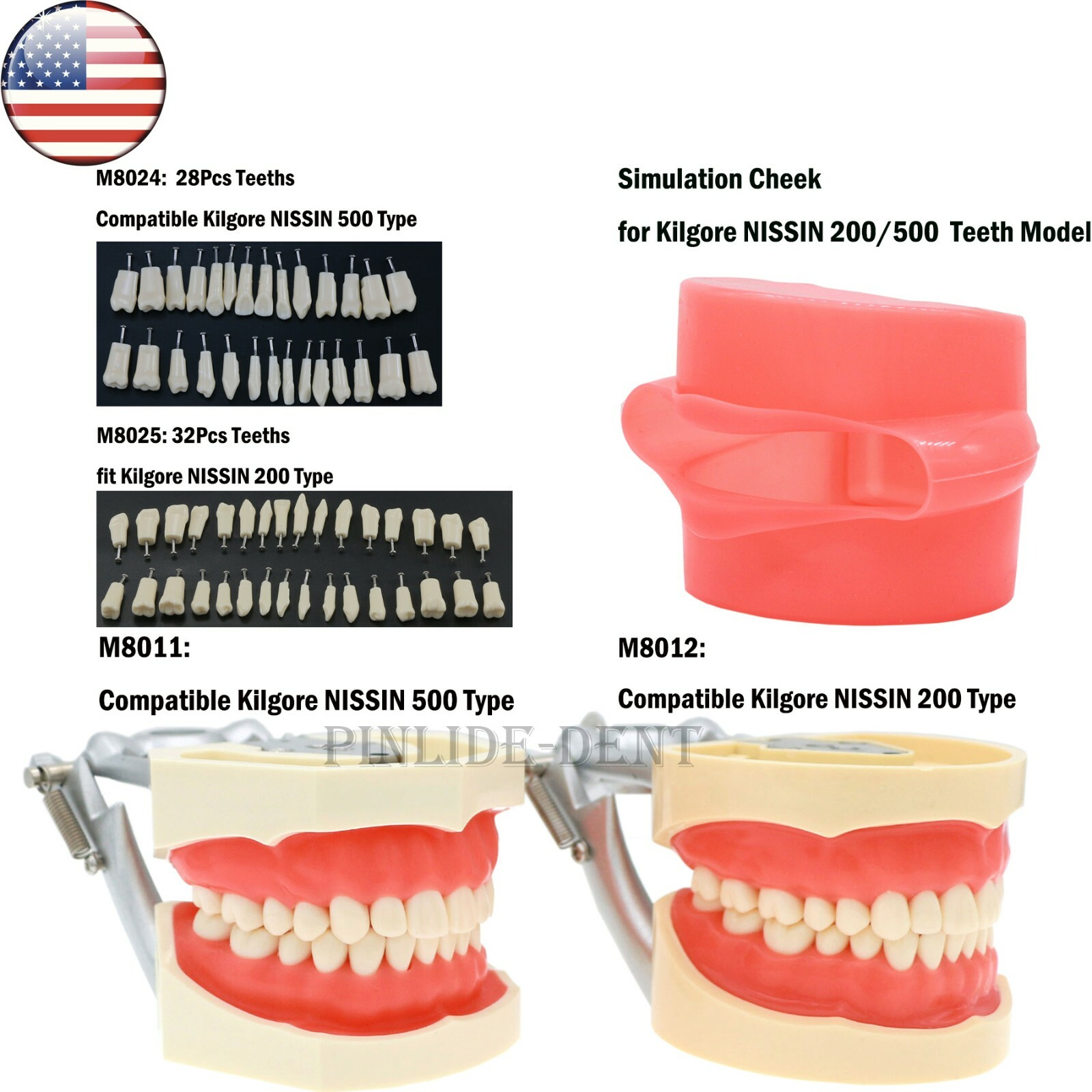 Kilgore NISSIN 200/500 Type Dental Typodont Model With Screw-in Removable Teeth