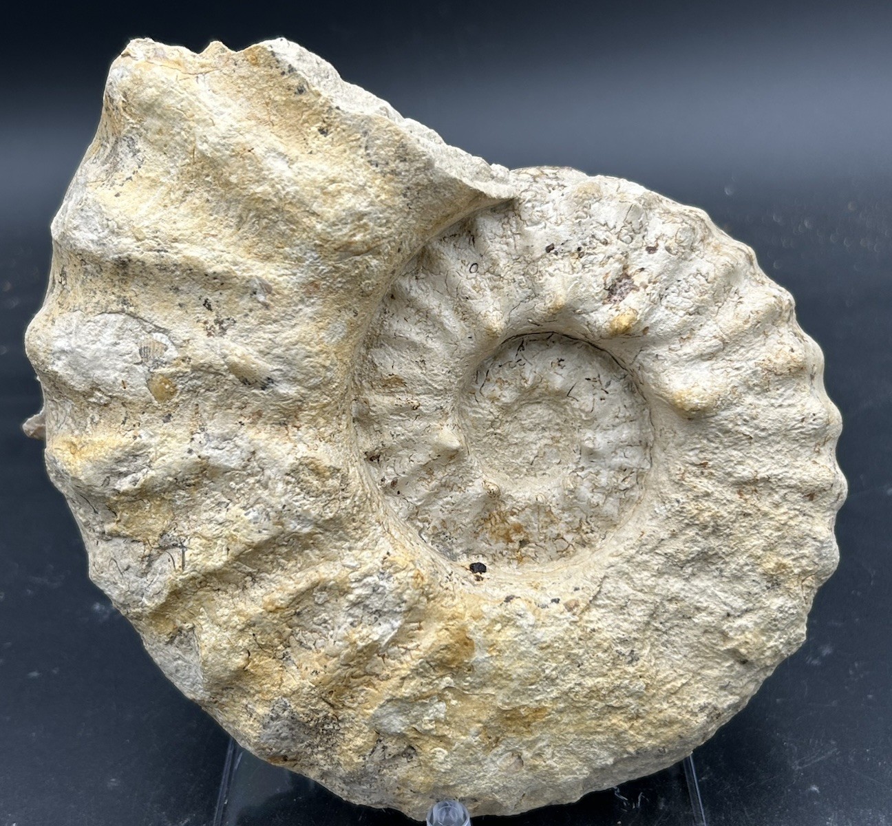 SUPERB 7.5” Cretaceous Mortoniceras Sp.Texas Fossil Ammonite!CRAZY Oyster Party!